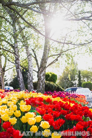 20150418-20150418-361