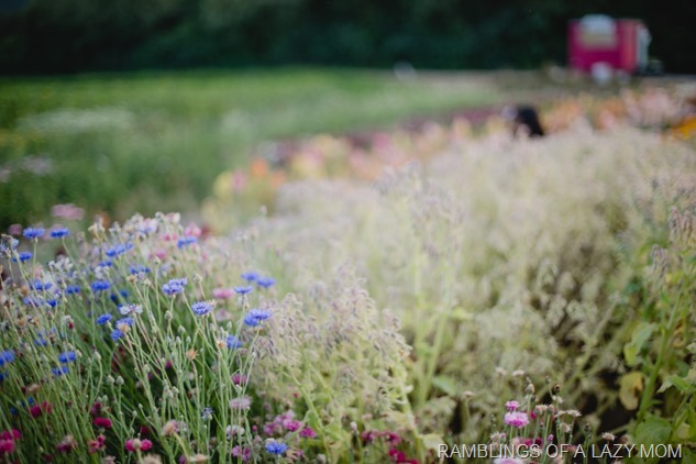 20150717-20150717-IMG_1391