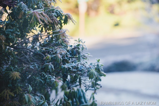 20151231-IMG_9069 20151231-IMG_9069